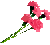 kwiat